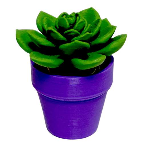 Spinning Succulent