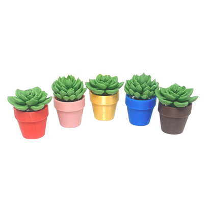 Spinning Succulent