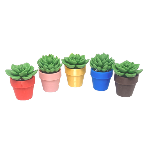 Spinning Succulent