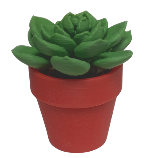 Spinning Succulent