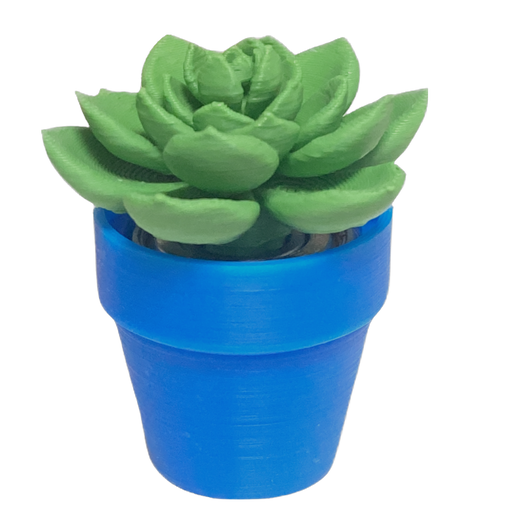Spinning Succulent