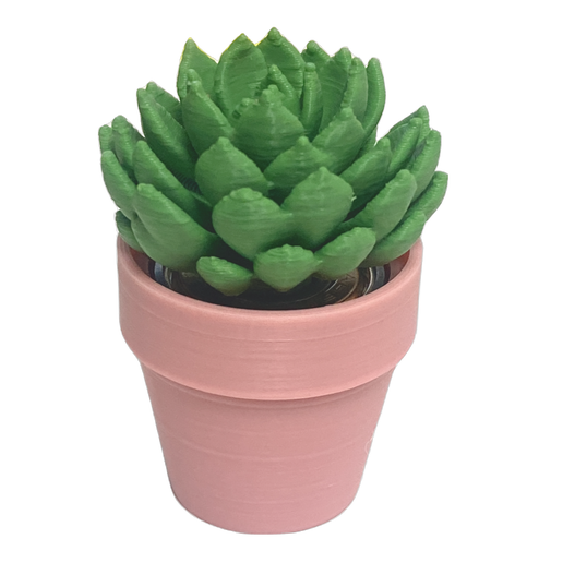 Spinning Succulent