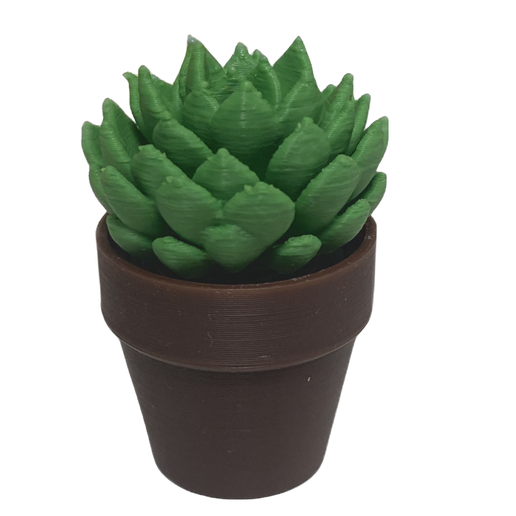Spinning Succulent