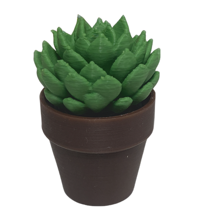 Spinning Succulent