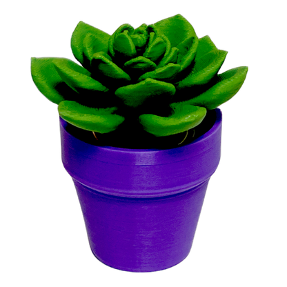 Spinning Succulent